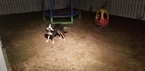 Small Photo #2 Border Collie Puppy For Sale in WILSON, NC, USA