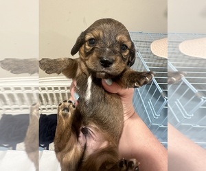 Dachshund Puppy for sale in LEXINGTON, NC, USA