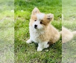 Small #3 American Corgi