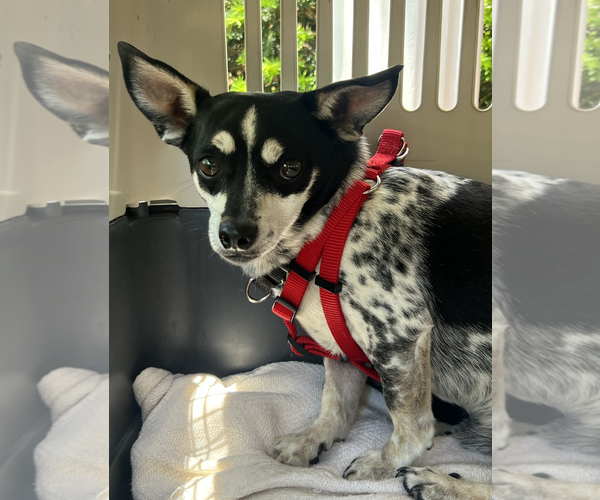 Medium Photo #4 Chihuahua-Unknown Mix Puppy For Sale in Rockville, MD, USA