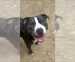Small #19 American Staffordshire Terrier