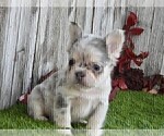 Small #6 French Bulldog