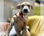 Small #5 Mutt