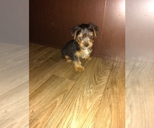 Poodle (Toy)-Yorkshire Terrier Mix Puppy for sale in LAPEER, MI, USA