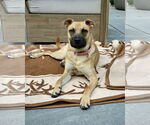 Small #7 Black Mouth Cur-Pug Mix