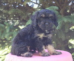 Small #2 Cavapoo