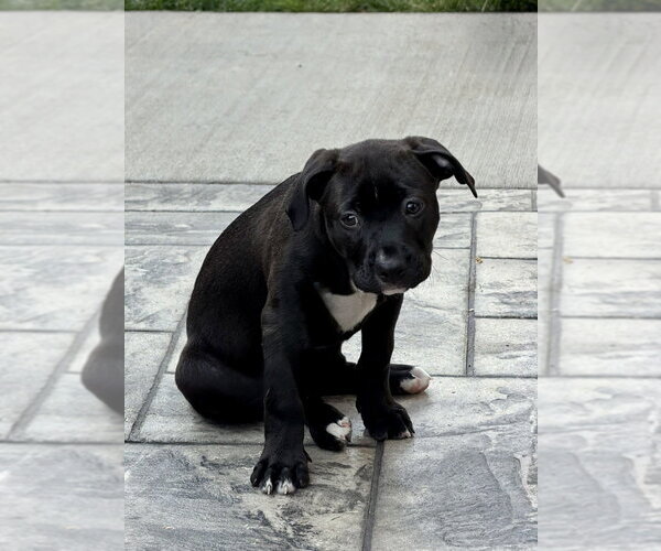 Medium Photo #3 Bull-Boxer Puppy For Sale in Springdale, PA, USA