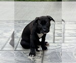 Small #2 Bull-Boxer