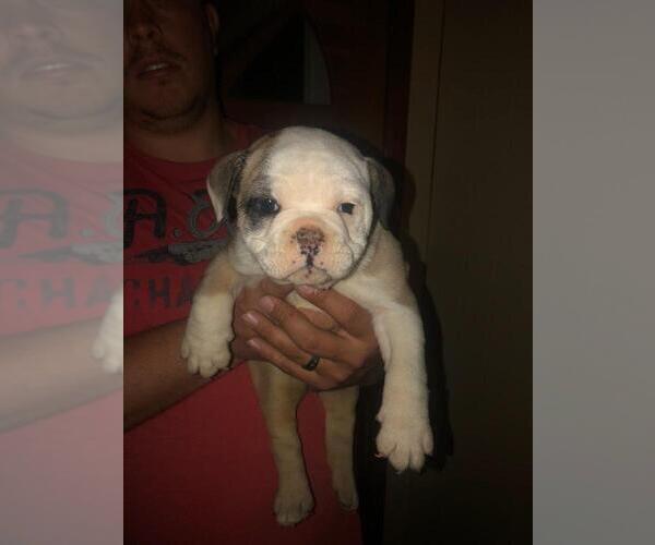 Medium Photo #5 English Bulldog Puppy For Sale in SPENCER, TN, USA