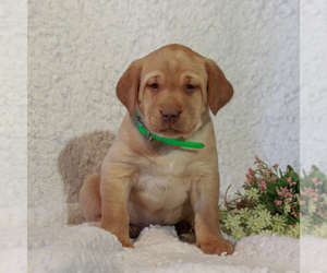 Labrador Retriever Puppy for sale in BERNVILLE, PA, USA