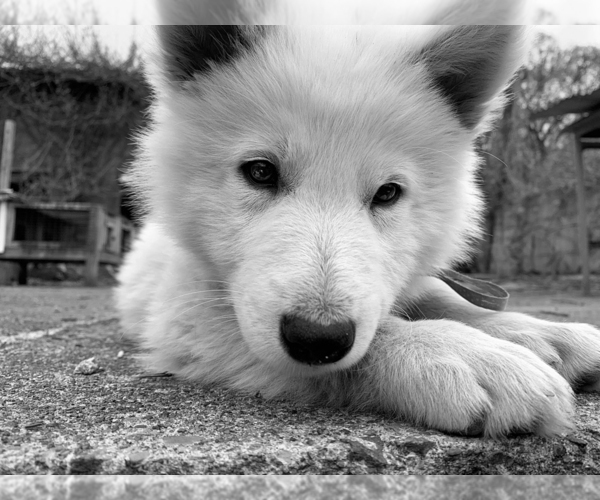 Medium Photo #14 German Shepherd Dog Puppy For Sale in WASHINGTON, NJ, USA