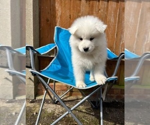 Samoyed Puppy for sale in YONKERS, NY, USA
