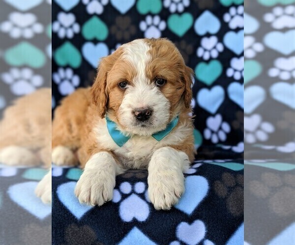 Medium Photo #6 Goldendoodle-Miniature Bernedoodle Mix Puppy For Sale in GLEN ROCK, PA, USA