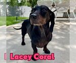 Small #4 Dachshund