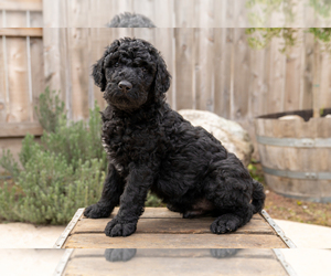 Labradoodle Puppy for sale in MERCED, CA, USA