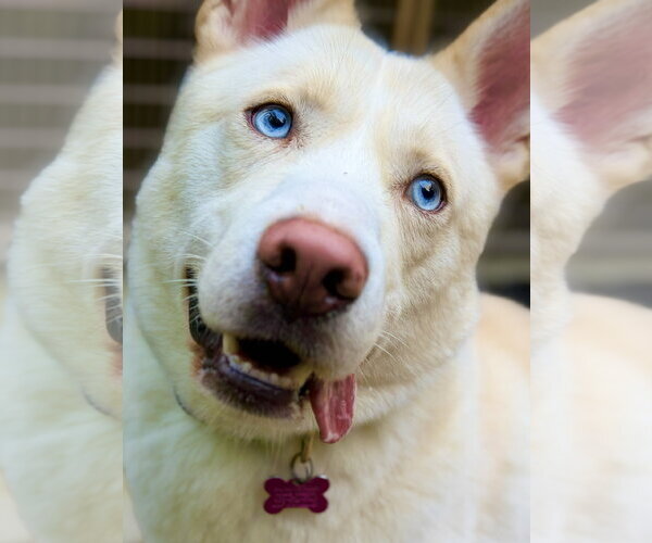 Medium Photo #3 Siberian Husky-Unknown Mix Puppy For Sale in West Cornwall, CT, USA