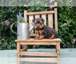 Puppy Milo Yorkshire Terrier