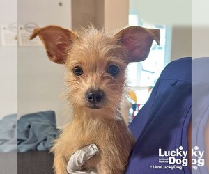 Chihuahua-Unknown Mix Dogs for adoption in Washington, DC, USA