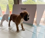 Small Photo #34 Boxer Puppy For Sale in EUREKA, IL, USA