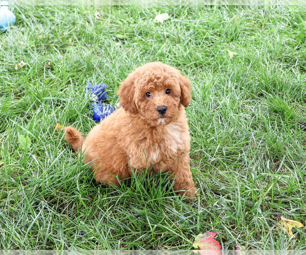 Medium Photo #5 Goldendoodle mix (+ Poodle Standard) Puppy For Sale in SYRACUSE, IN, USA