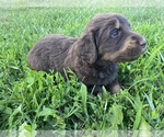 Puppy Copper Labradoodle