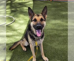 German Shepherd Dog-Unknown Mix Dogs for adoption in Las Vegas, NV, USA