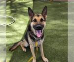 Small German Shepherd Dog Mix
