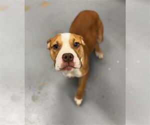 Mutt Dogs for adoption in Peoria, IL, USA