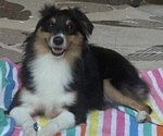 Small Photo #1 Miniature Australian Shepherd Puppy For Sale in FORT MYERS, FL, USA