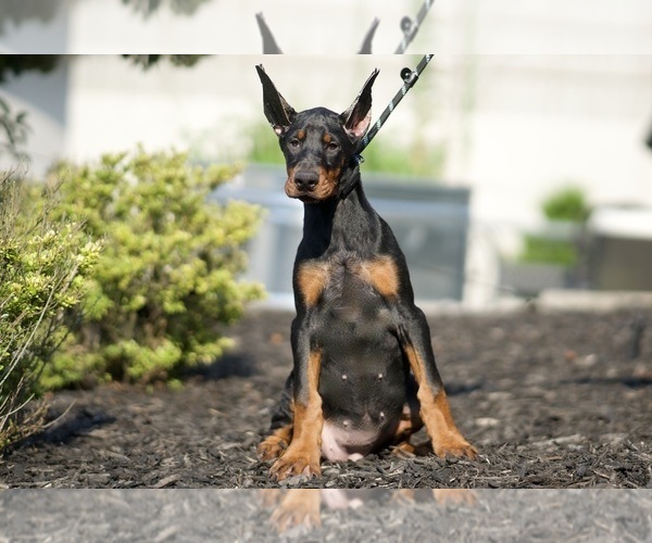 Medium Photo #3 Doberman Pinscher Puppy For Sale in WARSAW, IN, USA