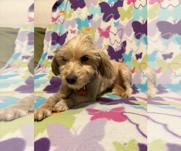 Medium Photo #2 Goldendoodle (Miniature) Puppy For Sale in Mukwonago, WI, USA