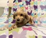 Small #1 Goldendoodle (Miniature)