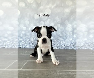 Boston Terrier Puppy for sale in EWING, KY, USA