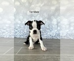 Small Photo #1 Boston Terrier Puppy For Sale in EWING, KY, USA