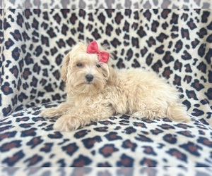Maltipoo Puppy for sale in LAKELAND, FL, USA
