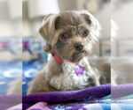 Small #3 Shih Tzu Mix