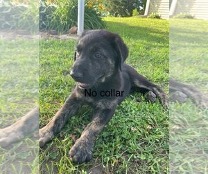Golden Shepherd Puppy for sale in HAMPTON, MN, USA
