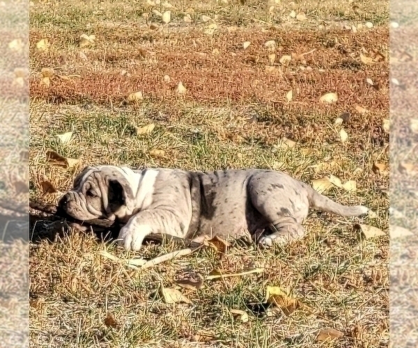 Medium Photo #10 American Bully Puppy For Sale in MARTELL, NE, USA