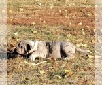 Small Photo #10 American Bully Puppy For Sale in MARTELL, NE, USA