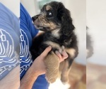 Small Photo #81 Aussiedoodle Puppy For Sale in LONGWOOD, FL, USA