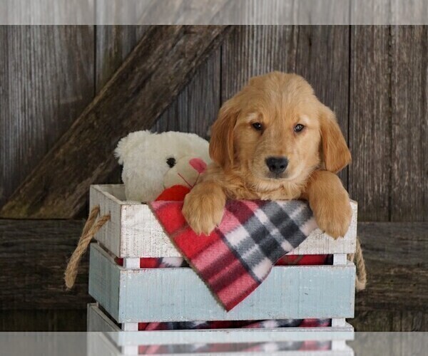 Medium Photo #1 Golden Retriever Puppy For Sale in FREDERICKSBG, OH, USA