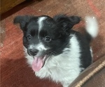Small Photo #1 Papimo Puppy For Sale in TRUCKEE, CA, USA