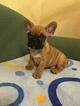 Small Photo #11 French Bulldog Puppy For Sale in BAY VIEW, WI, USA