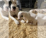 Small Photo #29 Dogo Argentino Puppy For Sale in ARLINGTON, TX, USA