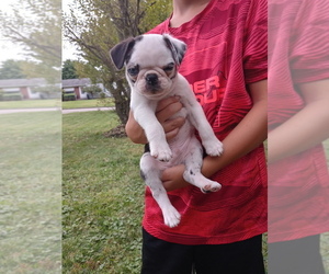 Pug Puppy for sale in GIRARD, OH, USA