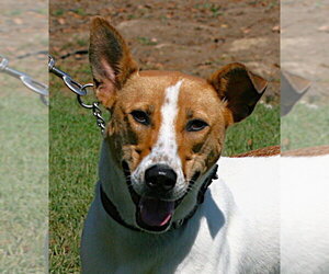 Lincoln - Male Siberian Husky-Unknown Mix Dog for Adoption