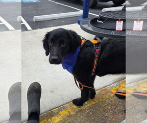 Mutt Dogs for adoption in Columbus, IN, USA