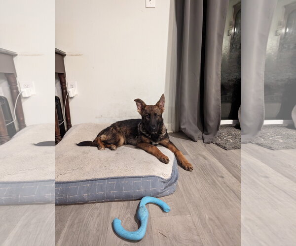 Medium Photo #5 German Shepherd Dog Puppy For Sale in La Grange , NC, USA