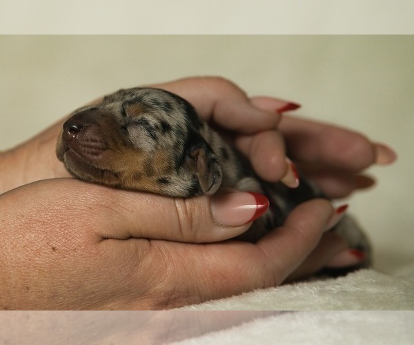 Medium Photo #8 Dachshund Puppy For Sale in NEVADA CITY, CA, USA