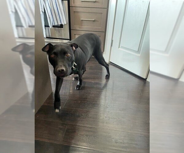 Medium Photo #2 American Pit Bull Terrier-Labrador Retriever Mix Puppy For Sale in Calgary, Alberta, Canada